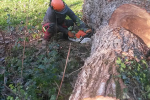 Abbattimenti controllati alberi Padova