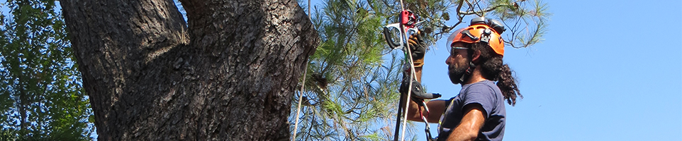 Potature alberi in tree climbing Padova
