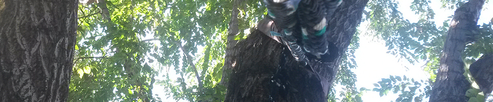 Consolidamenti e ancoraggi alberi Padova