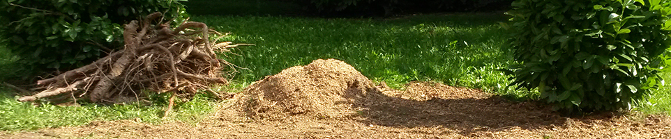 Fresatura ceppaie alberi Padova