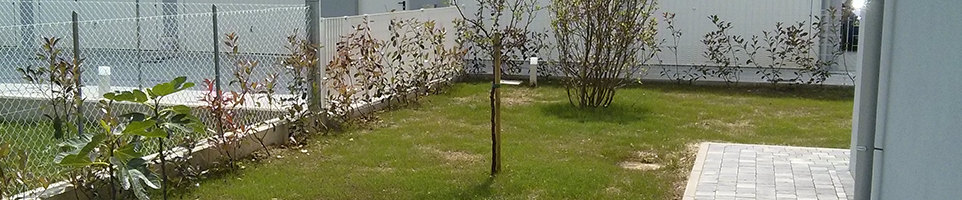Messa a dimora impianto alberi Padova