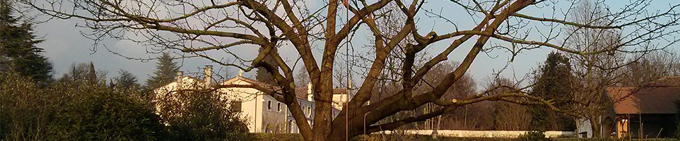 Trattamenti fitosanitari alberi Padova