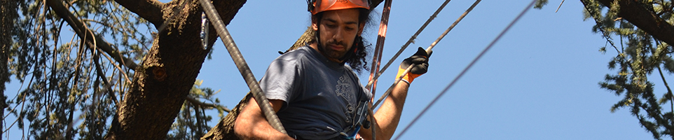 Giacomo Gallu, arboricoltura e giardinaggio Padova