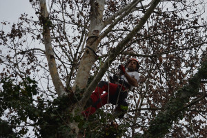 Potatura albero tree climbing Padova