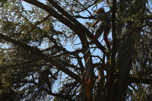 Potatura albero tree climbing Padova