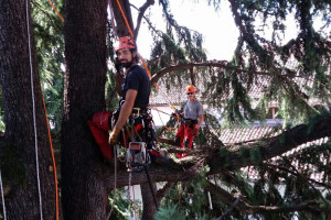 Potatura albero tree climbing Padova