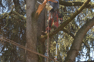 Potatura albero tree climbing Padova