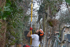 Potatura albero tree climbing Padova