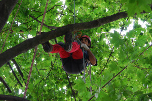 Potatura albero tree climbing Padova