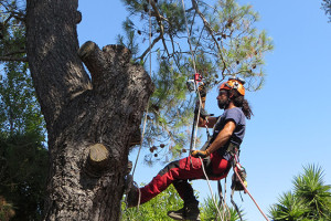 Potatura albero tree climbing Padova