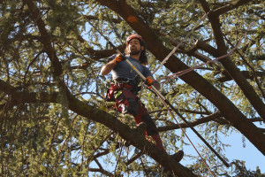 Potatura albero tree climbing Padova