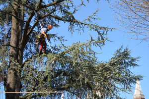 Potatura albero tree climbing Padova