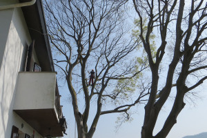 Potatura albero tree climbing Padova
