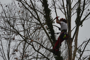Potatura albero tree climbing Padova