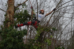 Potatura albero tree climbing Padova