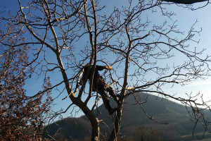 Potatura albero tree climbing Padova