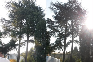 Potatura albero tree climbing Padova