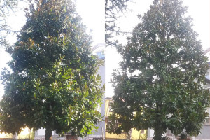 Potatura albero tree climbing Padova