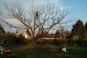 Trattamenti fitosanitari alberi Padova