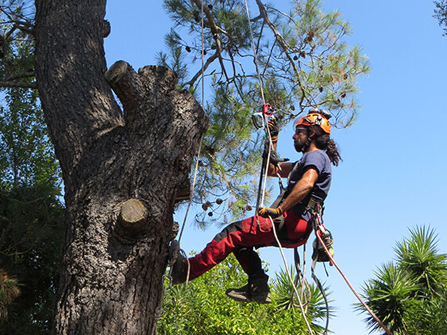 Potatura albero tree climbing Padova